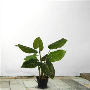 Alocasia artificial