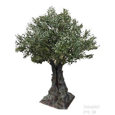 ¿Por qué la gente elige nuestros grandes olivos?