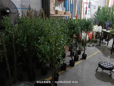 Olive Tree ordenado por el cliente francés está actualmente en producción